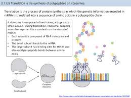 Dna replication is the synthesis of a new dna molecule from an existing dna molecule. Bioknowledgy 2 7 Dna Replication Transcription And Translation