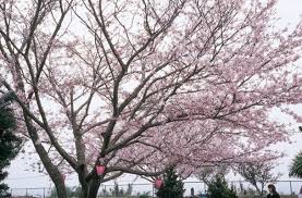 Bebas pakai untuk komersil & pribadi tanpa edit tanpa atribut gunakan fitur sortir. Nikmati Bunga Sakura Mekar Di Nagasaki