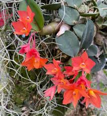 Image result for Alafia orientalis