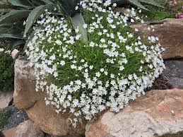 Image result for Cerastium