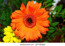 Image result for Gerbera viridifolia