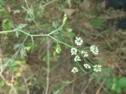 Image result for Pimpinella ledermannii
