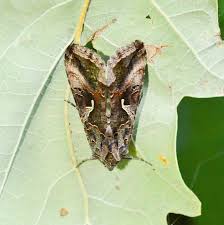 Image result for Autographa excelsa