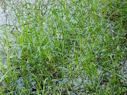 Image result for Leersia