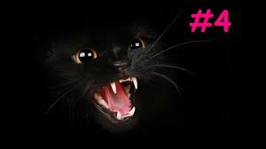 smeshnye koty kotiki kotyata cat wallpaper black cat halloween cats