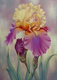 Proud Iris Marianne Broome Iris Painting Flower Drawing Flower Painting