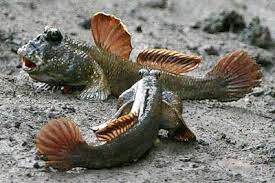 Fish That Walk On Land Tiere Leben Im Wasser Leben Im Meer