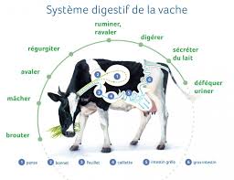 Alimentation Et Digestion