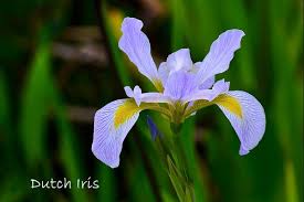 We did not find results for: Forcing Dutch Iris Bulbs Indoors