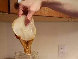 Image result for scoby