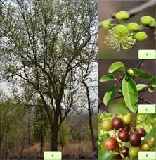 Image result for Flacourtia indica