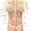 Although the liver and kidneys might be protected by large muscles, they are still considered to be unprotected, especially when using body weight compression across a large object such as the foam roller. 3