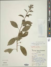 Image result for Chamaecrista zambesica