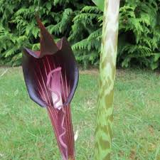 Japonica/ japanese arisaema, / a. Arisaema Speciosum Magnificum