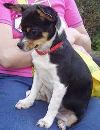 Maybe you would like to learn more about one of these? Chihuahua Mix Lulu Hundin Zuhause Gefunden Bullterrier In Not Ev Happy Ends Archiv Von Zergportal De