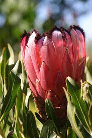 Protea Neriifolia In The Cape Fynbos In South Africa Fynbos Flower Photography Art Beautiful Flowers Pictures