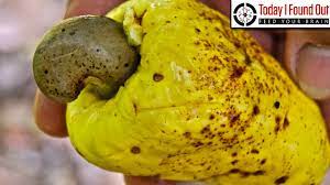 Maybe you would like to learn more about one of these? Why Are Cashews Not Sold To Consumers In Their Shells Youtube