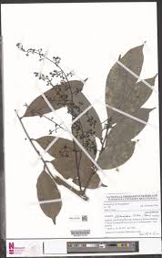 Image result for Sorindeia winkleri