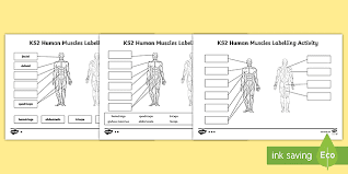 The muscular system makes up nearly half the weight of the human body, this is why when we train we sometimes put on weight instead of losing it. Ks2 Science Muscles Labelling Activity Primary Resources