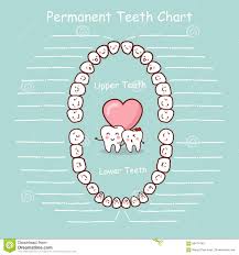 Permanent Tooth Chart Record Stock Vector Illustration Of