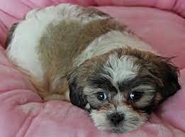 Shichon, teddy bear dog, fuzzy wuzzy puppy, chacy ranior Teddy Bear Puppy For Sale Heavenly Puppies