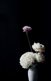 Blooms Against Black Flowers Black Background Beautiful Flowers Love Flowers