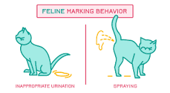Where do male cats usually spray?