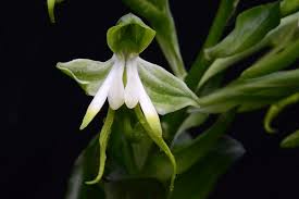 Image result for Bonatea