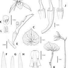 Image result for Nervilia crociformis