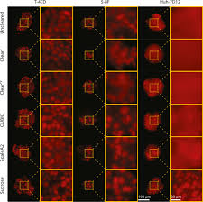 Follow the live chess game between toth, lili dr. Cell Lines And Clearing Approaches A Single Cell Level 3d Light Sheet Fluorescence Microscopy Dataset Of Multicellular Spheroids Sciencedirect
