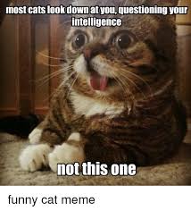 We're excited to kick things off! 25 Best Memes About Caturday Cat Caturday Cat Memes