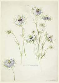 Love In A Mist Sophia L Crownfield Watercolor Mists Flower Drawing Botanical Illustration