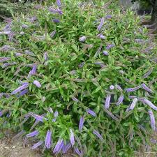 Image result for Hebe 'Andersonii'