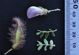 Image result for Ormocarpum trichocarpum