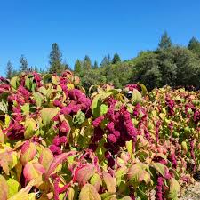 Image result for Amaranthus dinteri