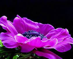 Anemones Anemone Flower Flowers Anemone