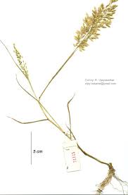 Image result for Eragrostis gangetica