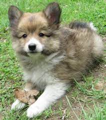 Buy and sell on gumtree australia today! Poshie Puppy Sheltie Pomeranian Mix Adorable Fluffy Small For Sale In Antrim New Hampshire Pomeranian Mix Puppies Dogs