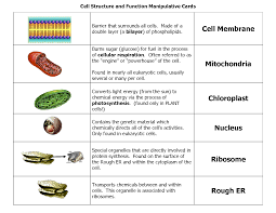 Pin Di Fungsipedia Id