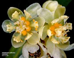 Image result for Lauraceae