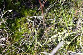 Image result for Wahlenbergia paludicola