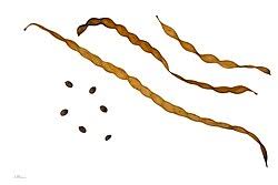 Image result for Pseudoprosopis