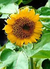 Selain daripada itu bunga tanjung juga mempunyai minyak sari dan minyak sari yang dihasilkan berwarna kuning muda kehijauan. Ooi S Flora Malaysiana Ver 1 0 Cohey02a Htm 1997 2002
