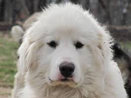 All white or white with light badger barn raised (with goats)akc registered pyrenees puppies for sale for three hundred fifty dollars. Livestock Guardian Dogs For Sale Meat Goat Blog