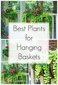 I hope they do good. The Best Plants For Hanging Baskets On Front Porches