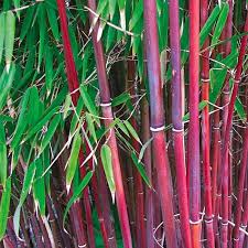 Black Bamboo Plants For Sale Ireland Red Stemmed Bamboo Plants From Ireland S Online Garden Shop Bamboo Plants Bamboo Plants For Sale Bamboo Plant Care