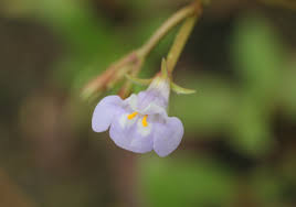 Image result for Linderniaceae