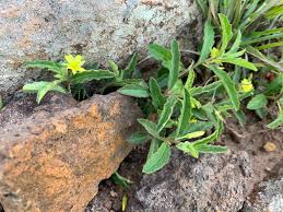 Image result for Afroqueta