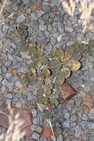 Image result for Corbichonia rubriviolacea