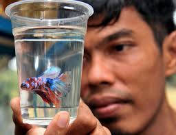 Oleh kerana makanan komersil tidak bergerak, banyak di antara anak betta mengabaikan makanan tersebut. Ternak Ikan Laga Jadi Kerjaya Lumayan